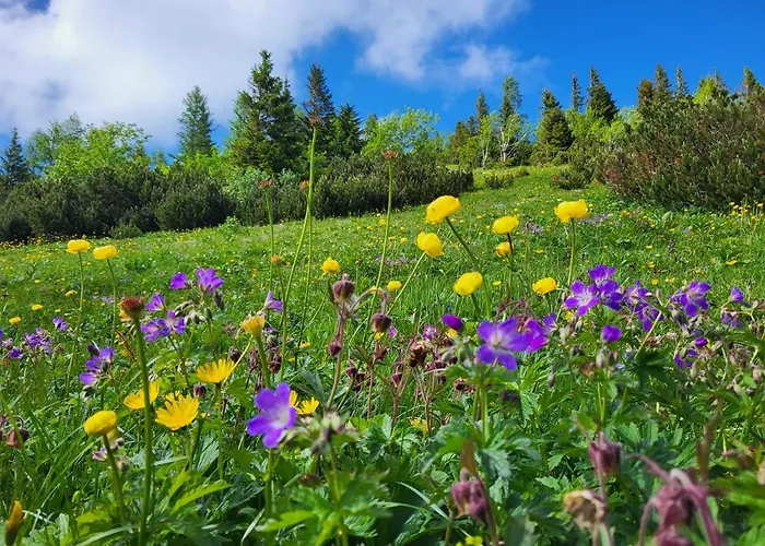 Han/Misafirhane Christophorushuette Am Feuerkogel Ebensee